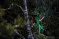 Resplendent Quetzal, Savegre in Costa Rica with green forest in background. Magnificent sacred green and red bird. Detail portrait Royalty Free Stock Photo