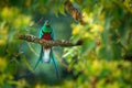 Resplendent Quetzal, Savegre in Costa Rica with green forest in background. Magnificent sacred green and red bird. Detail portrait Royalty Free Stock Photo