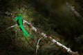 Resplendent Quetzal, Savegre in Costa Rica with green forest in background. Magnificent sacred green and red bird. Detail portrait Royalty Free Stock Photo