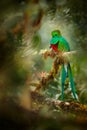 Resplendent Quetzal, Savegre in Costa Rica with green forest in background. Magnificent sacred green and red bird. Detail portrait Royalty Free Stock Photo