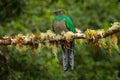 Resplendent Quetzal, Savegre in Costa Rica with green forest in background. Magnificent sacred green and red bird. Detail portrait Royalty Free Stock Photo