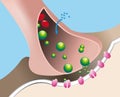 Response to a nerve impulse