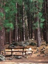 Rest area between Canarian pines in Teide National Park