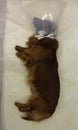 Rest with elizabethan pet collar after neutering castration by dachshund Royalty Free Stock Photo