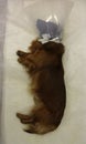 Rest with elizabethan pet collar after neutering castration by dachshund