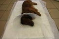 Rest with elizabethan pet collar after neutering castration by dachshund Royalty Free Stock Photo