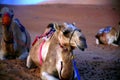 The rest of a herd of camels at sunset, in the Omani desert, Wahiba Sands / Sharqiya Sands, Oman Royalty Free Stock Photo