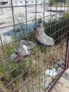 Rest of old tree pieces which grew in metal fence.