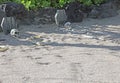 Rest in Peace RIP two skeletons buried in sand Royalty Free Stock Photo