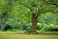 Rest place under big tree Royalty Free Stock Photo