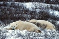 Rest of polar bears. Royalty Free Stock Photo