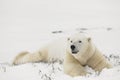 Rest of polar bears.