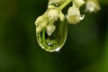 The rest of the raindrops that stick and hang on the flowers and leaves