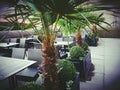 Restaurant bar bistro place palm trees Royalty Free Stock Photo