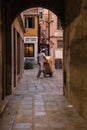 Restaurant employee in an apron carries a cart in the courtyard of Venice, Italy