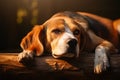 Restful beagle veteran, paws cradle head, amidst a gentle setting