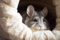 Restful Chinchilla Settles In Fluffy Fleecelined Sleeping Nook. Generative AI