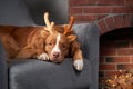 Restful dog with antlers lounges at home. The canine relaxes on a chair