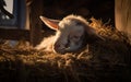 Restful Goat Soundly Sleeping in a Cozy Spot