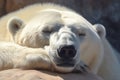 Restful polar bear hides eyes from sun, paw acting as shade