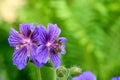 Restful purple flower with dark veins and a honey bee