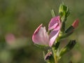 Restharrow pink flower Royalty Free Stock Photo