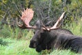 Resting Alaska Bull Moose Royalty Free Stock Photo