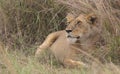 resting but alert lioness in the grass of the wild masai mara, kenya