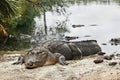 Resting Alligator Royalty Free Stock Photo