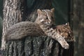 Resting Amur leopard cats Royalty Free Stock Photo