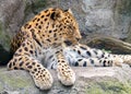 Resting Amur Leopard Royalty Free Stock Photo