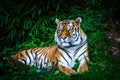 Resting Amur tiger