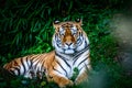 Resting Amur tiger