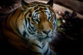 Resting Amur tiger