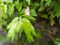 A resting Anartia butterfly - Front facing and downward view