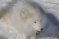 Resting Arctic Fox Portrait Royalty Free Stock Photo