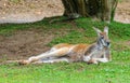 Australian Bush Kangaroo - Healesville