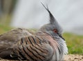 Australian crested pigeon.