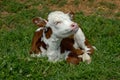 Resting Baby Calf