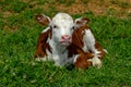 Resting Baby Calf Royalty Free Stock Photo