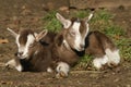 Resting baby goats