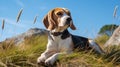 Resting Beagle Dog On Rocky Hills With Blue Sky Royalty Free Stock Photo