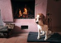 Resting beagle near a warm fireplace Royalty Free Stock Photo