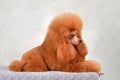 Resting beautiful toy poodle