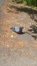 Resting bird basking in the sun