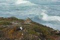 Resting bird, Kangaroo Island, South Australia