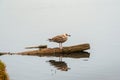 Resting bird on a log on an evening lake with a reflection in the water. The lake bird rests in the evening. Natural background