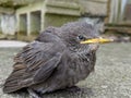 Resting bird is patient and still for the camera