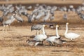 Resting birds Royalty Free Stock Photo