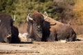 Resting Bison in enclosure at Brookfield Zoo